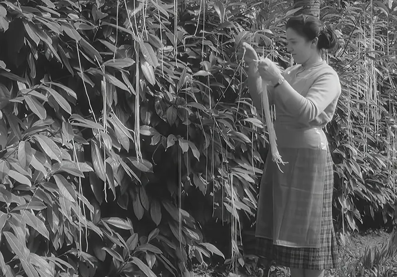 The Spaghetti Tree Hoax: Inside the 1957 BBC's April Fools Joke That Caused A Nationwide Uproar - Rare Historical Photos
