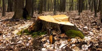 UPDATE: Buzoianu: S-a terminat cu păstorirea pădurilor în interesul unor grupuri
